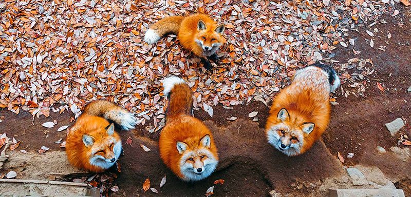 Làng cáo Zao ở tỉnh Miyagi Làng cáo Zao ở tỉnh Miyagi